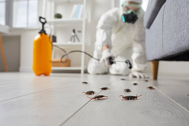 Commercial Kitchen Cockroach Control in McQueeney